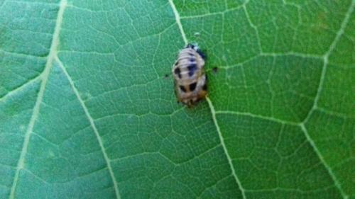 Harmonia axyridis